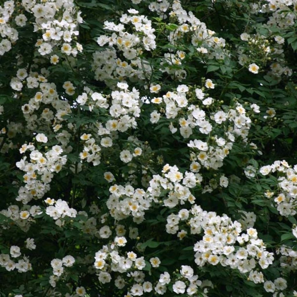 Rosa multiflora Bobbie James