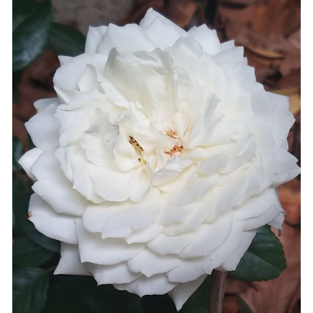 Rosa rampicante Alaska