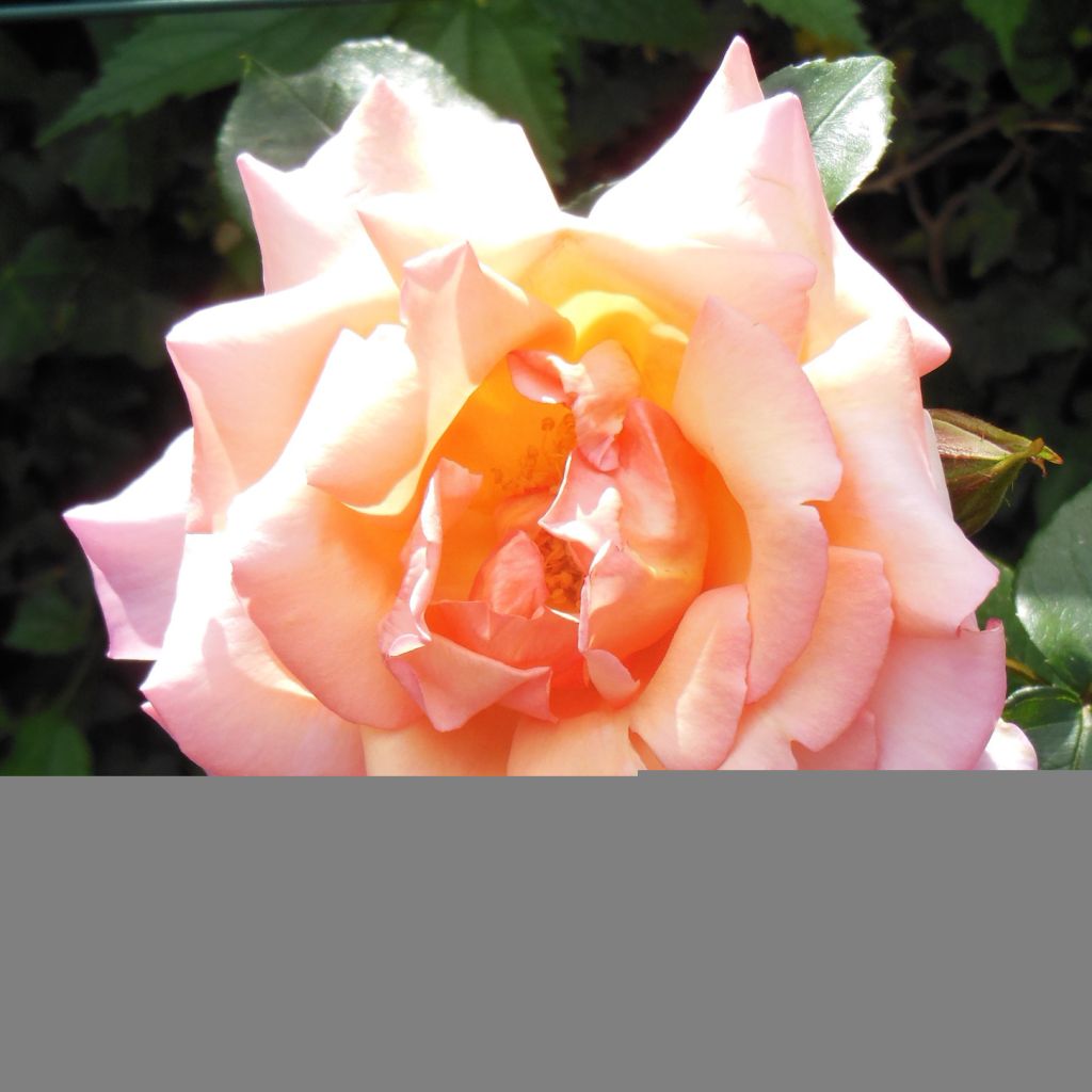 Rosa rampicante Compassion