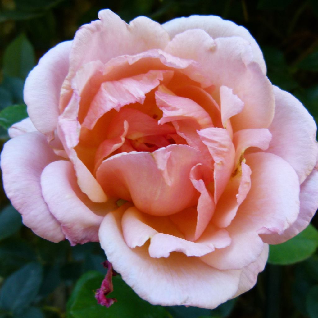 Rosa rampicante Compassion