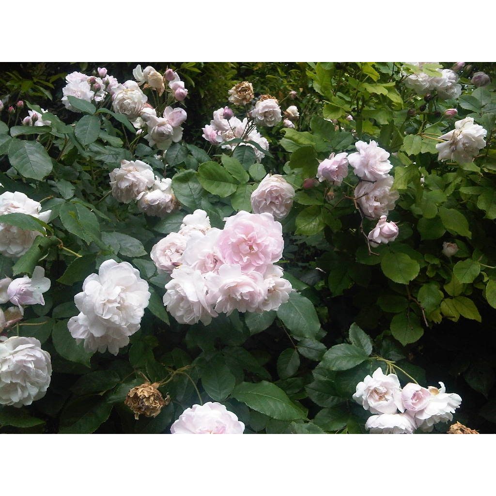 Rosa rampicante Blush Noisette