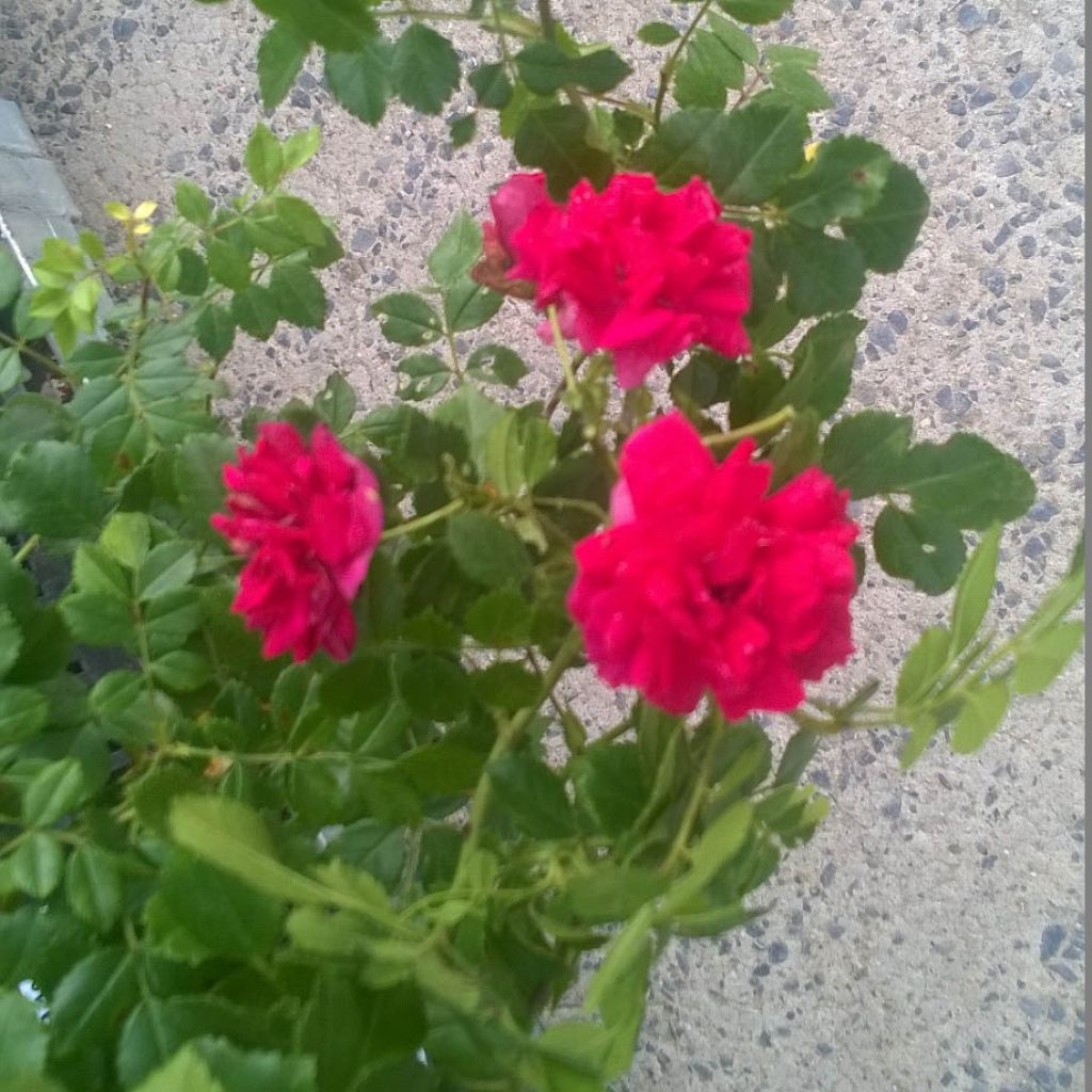 Rosa rampicante Crimson Shower