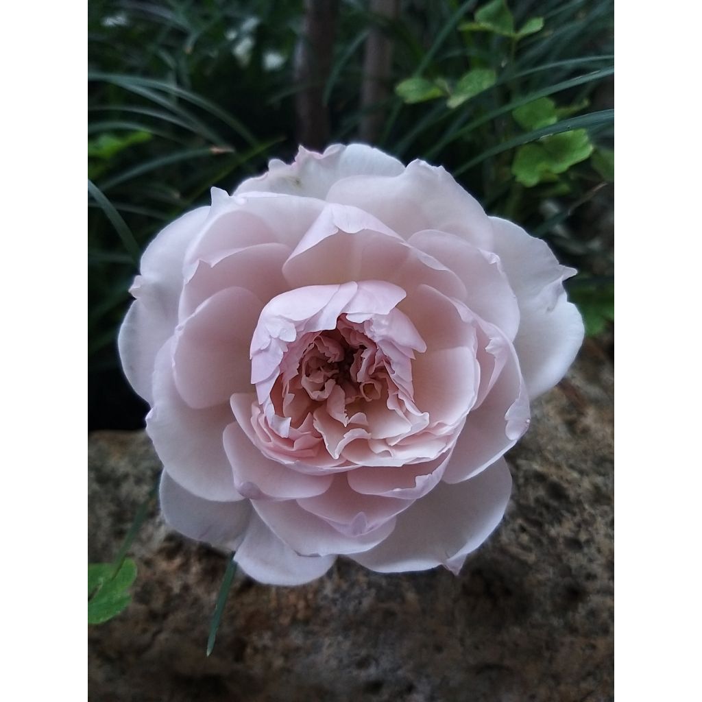 Rosa rampicante David Austin The Generous Gardener