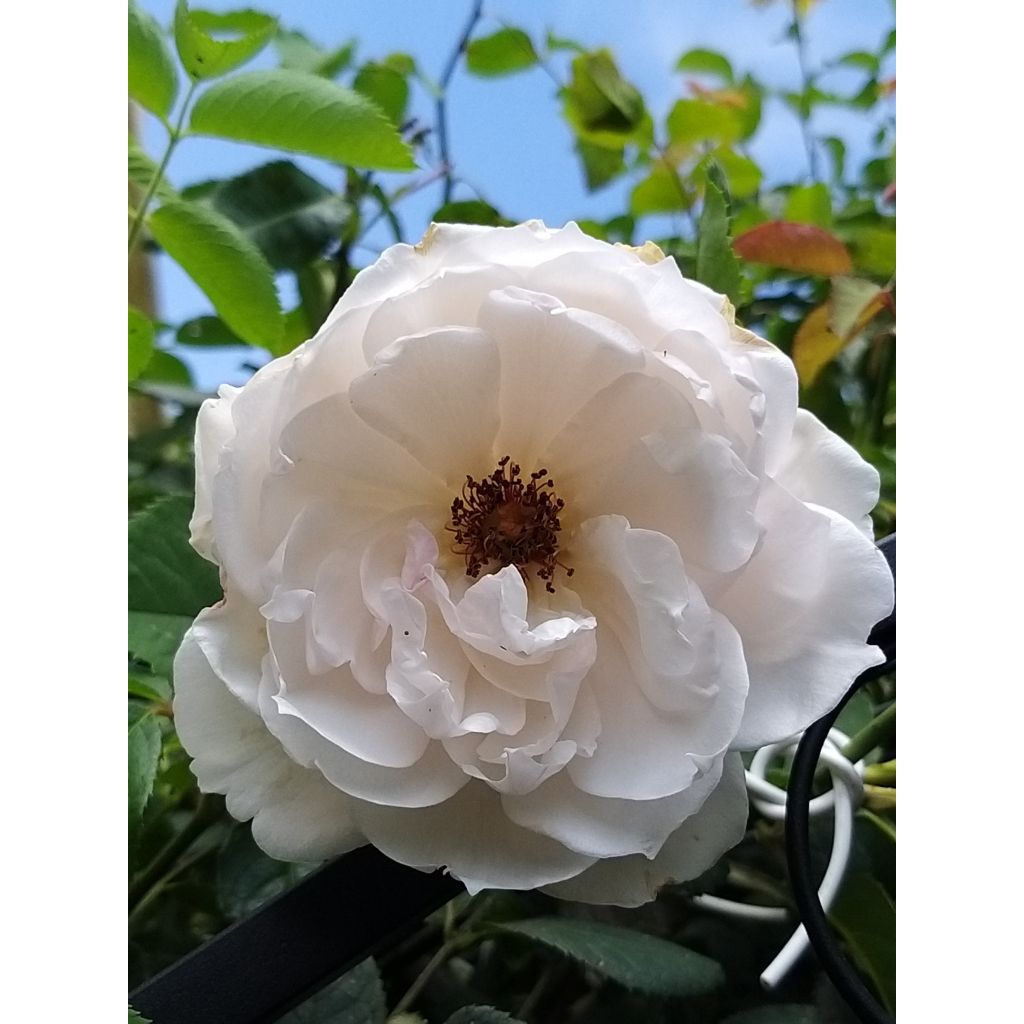Rosa rampicante David Austin The Generous Gardener