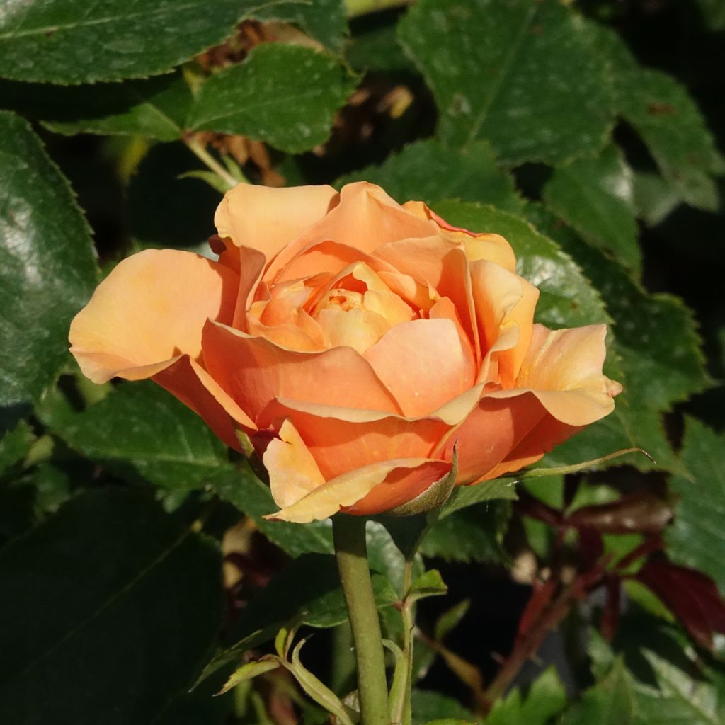 Rosa Disting'O Orange - Rosa rampicante