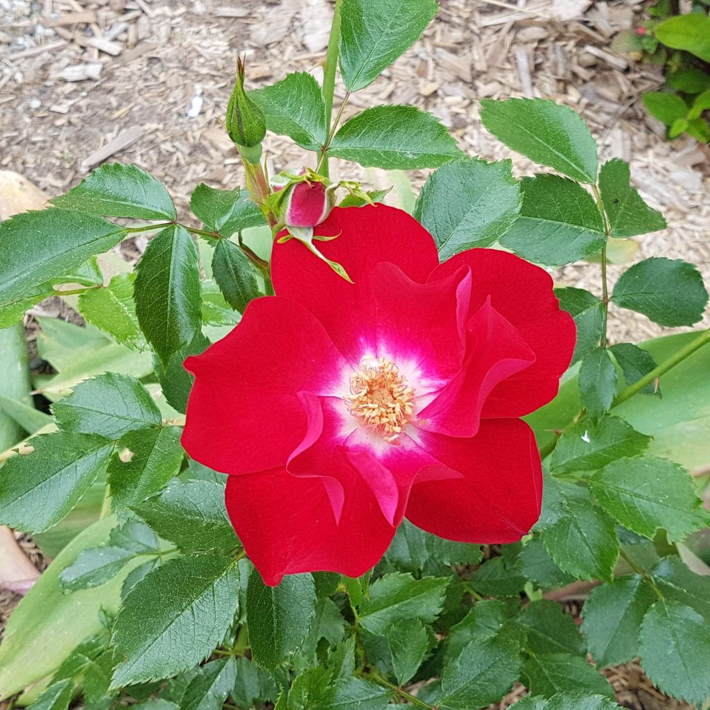 Rosa rampicante Dortmund