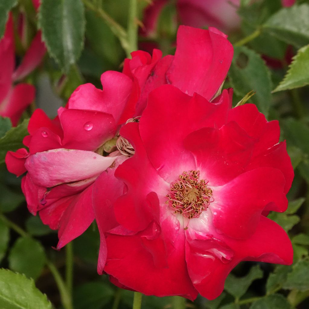 Rosa rampicante Dortmund