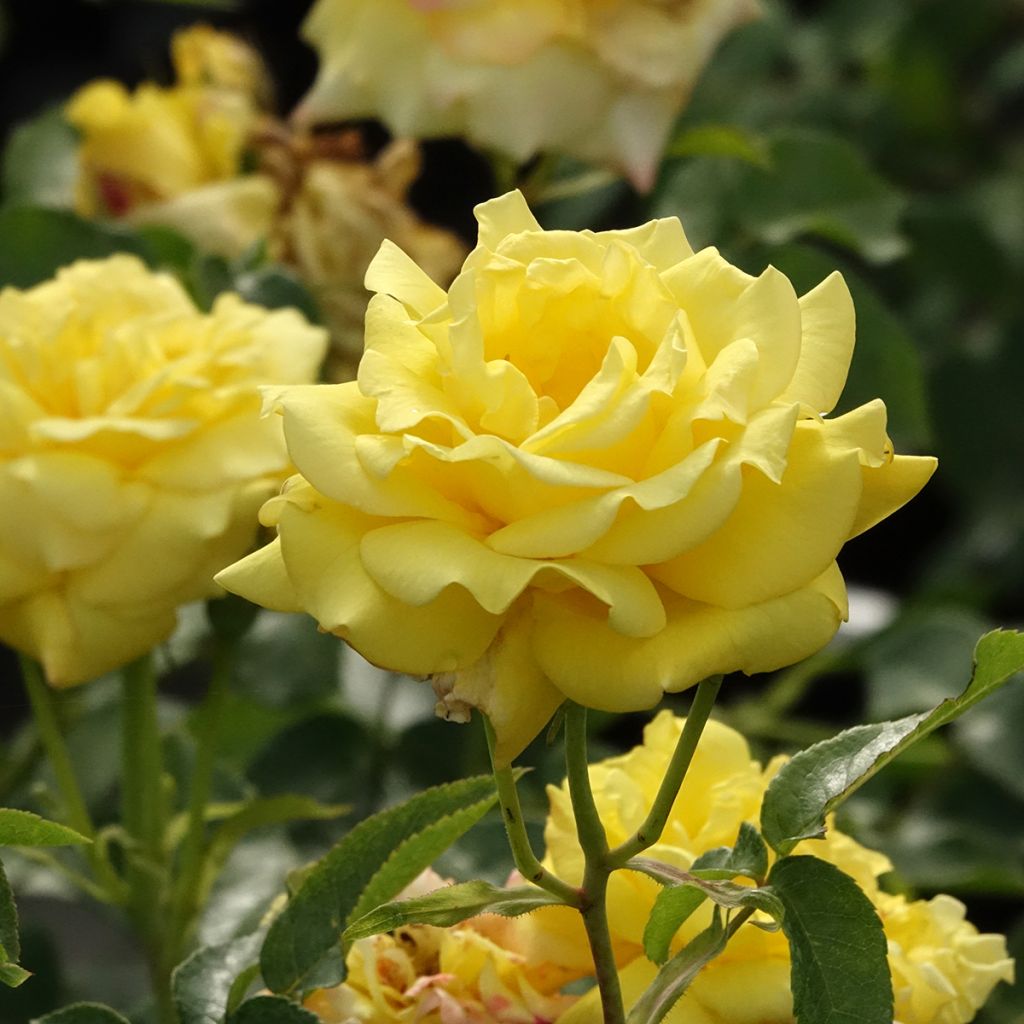 Rosa rampicante Goldfassade