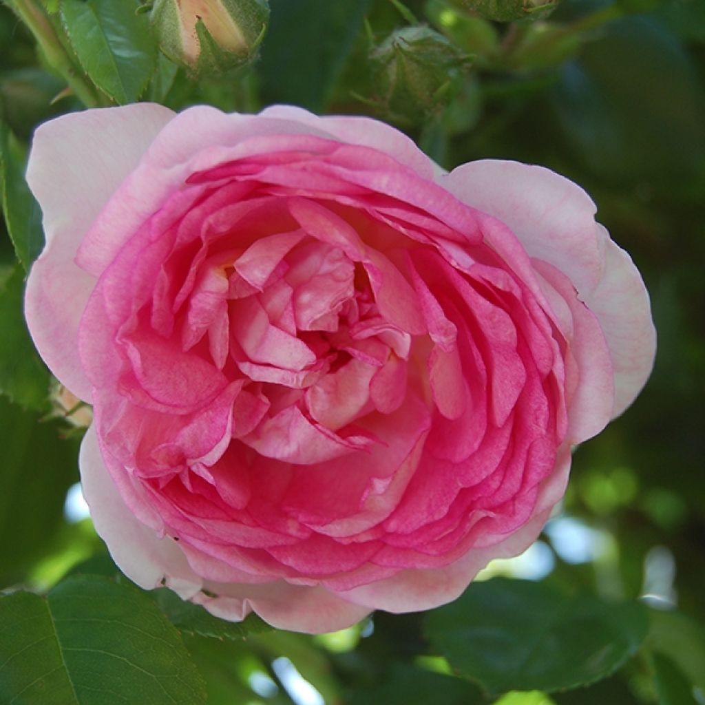 Rosa rampicante Climbing Max Jasmina