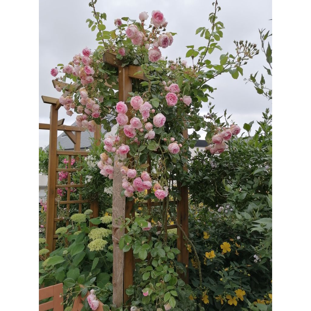 Rosa rampicante Jasmina