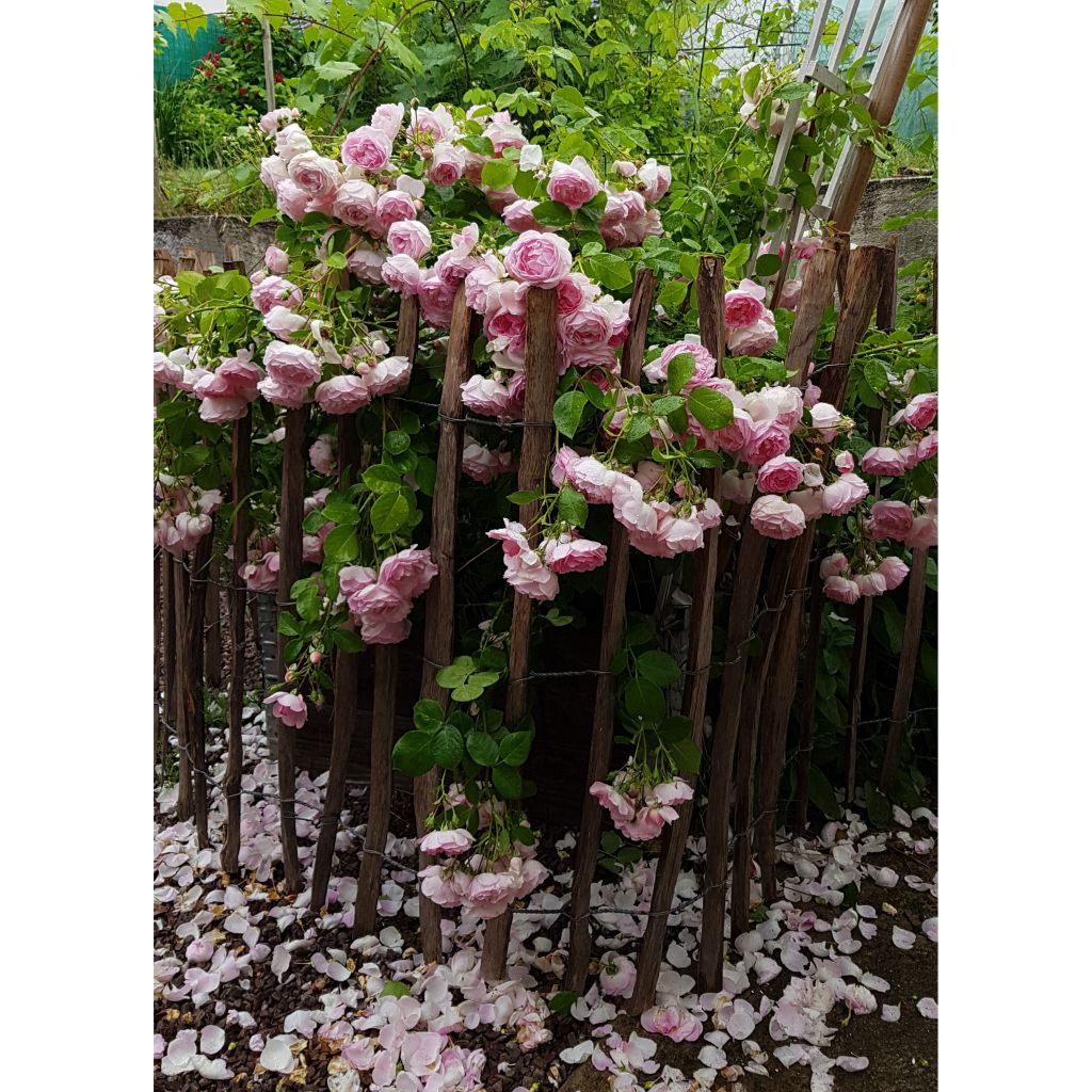 Rosa rampicante Jasmina