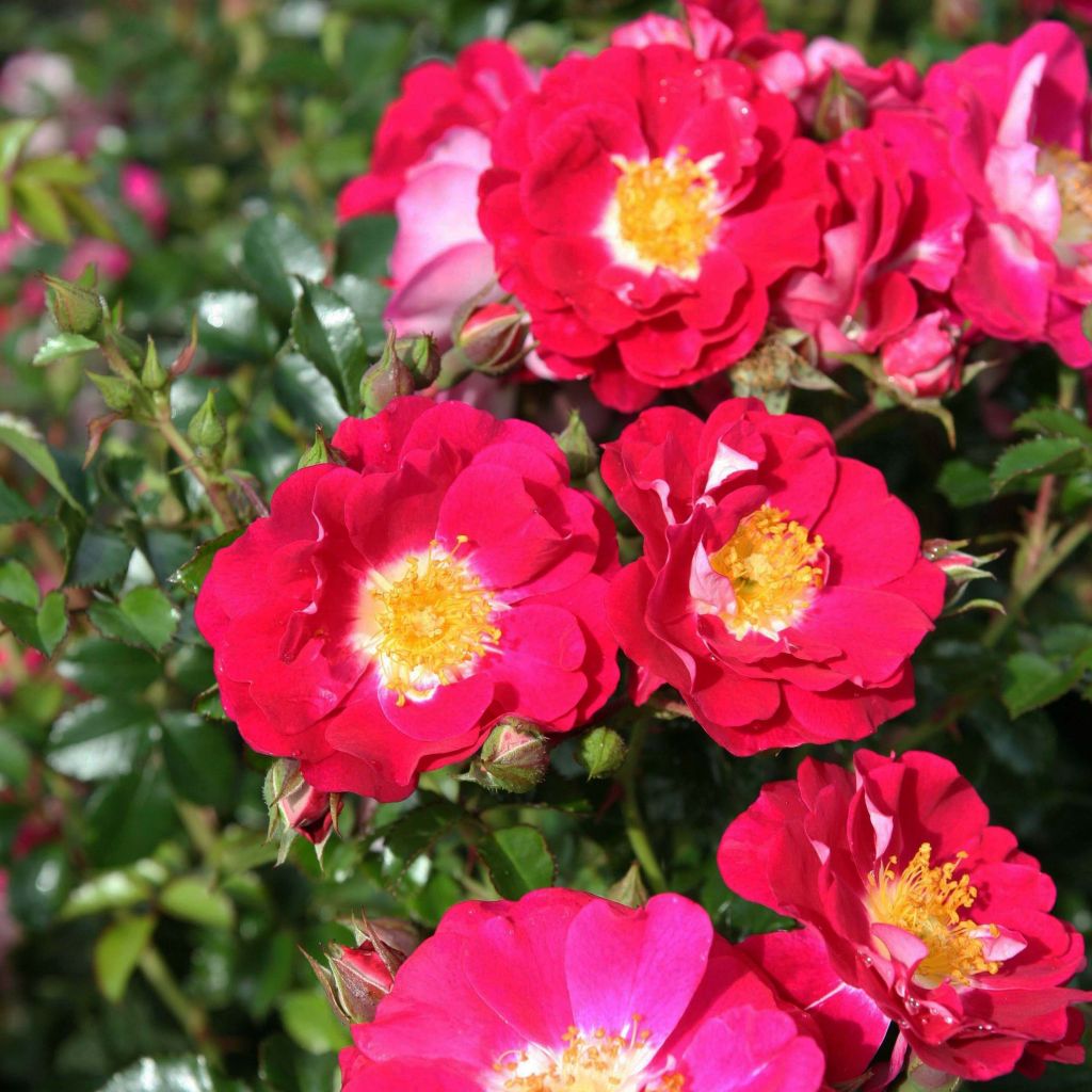 Rosa rampicante Libertas