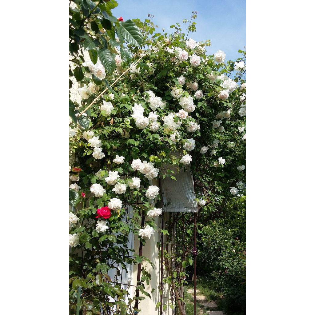 Rosa rampicante Madame Alfred Carrière