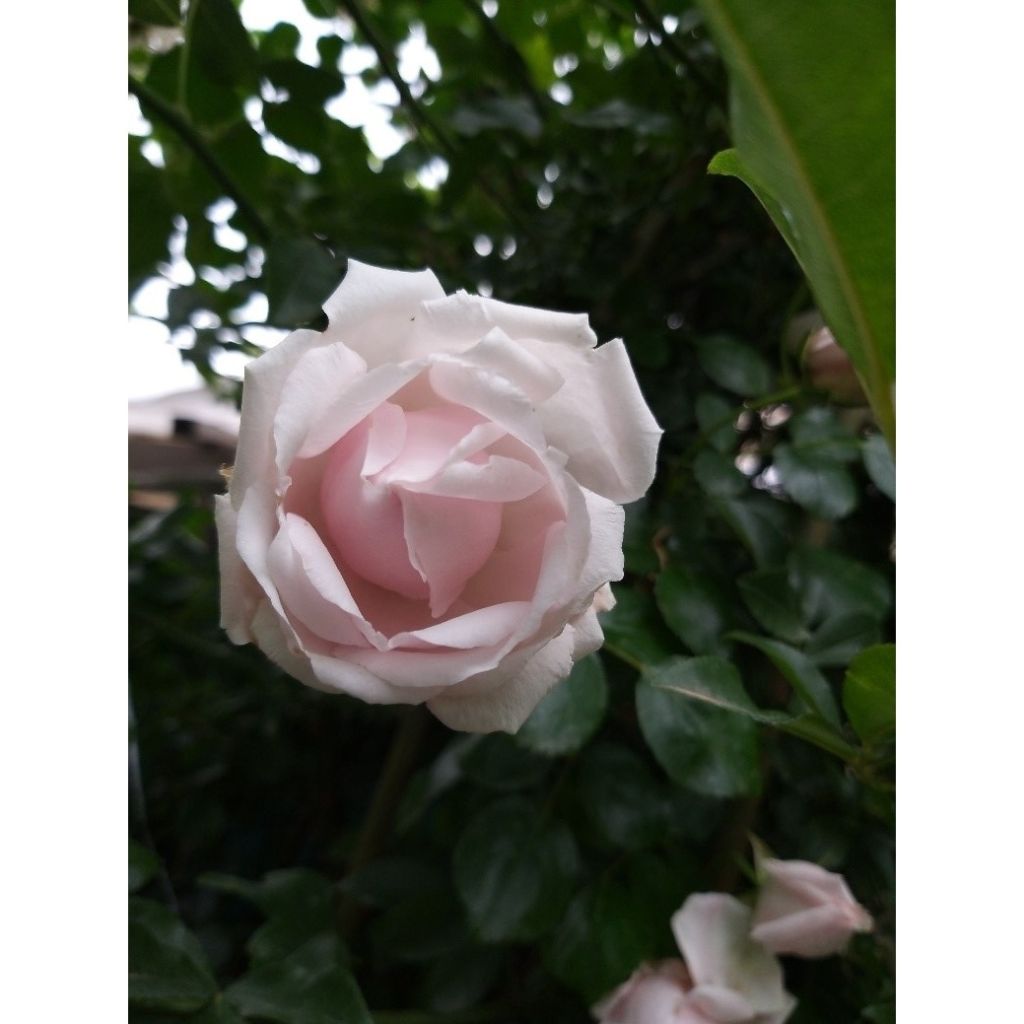 Rosa wichuraiana New Dawn - Rosa rampicante