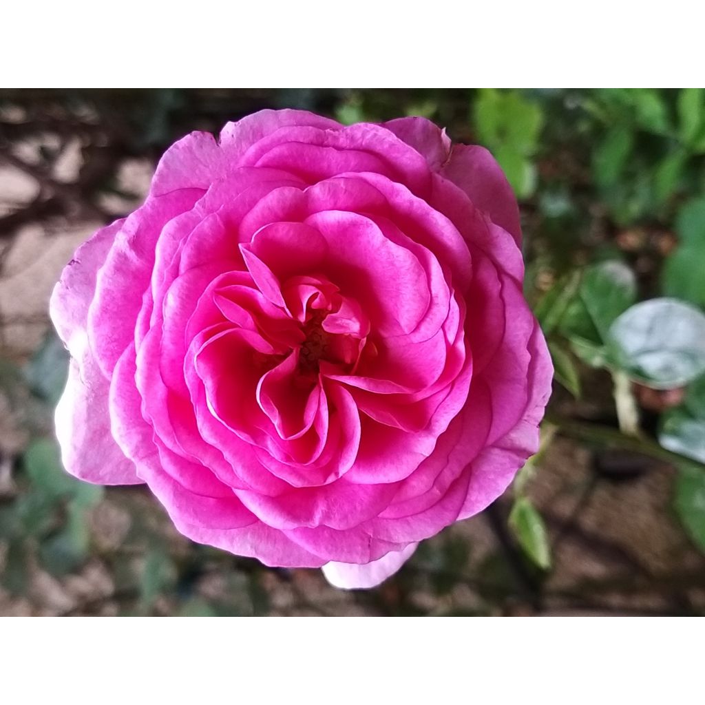 Rosa rampicante Ozeana