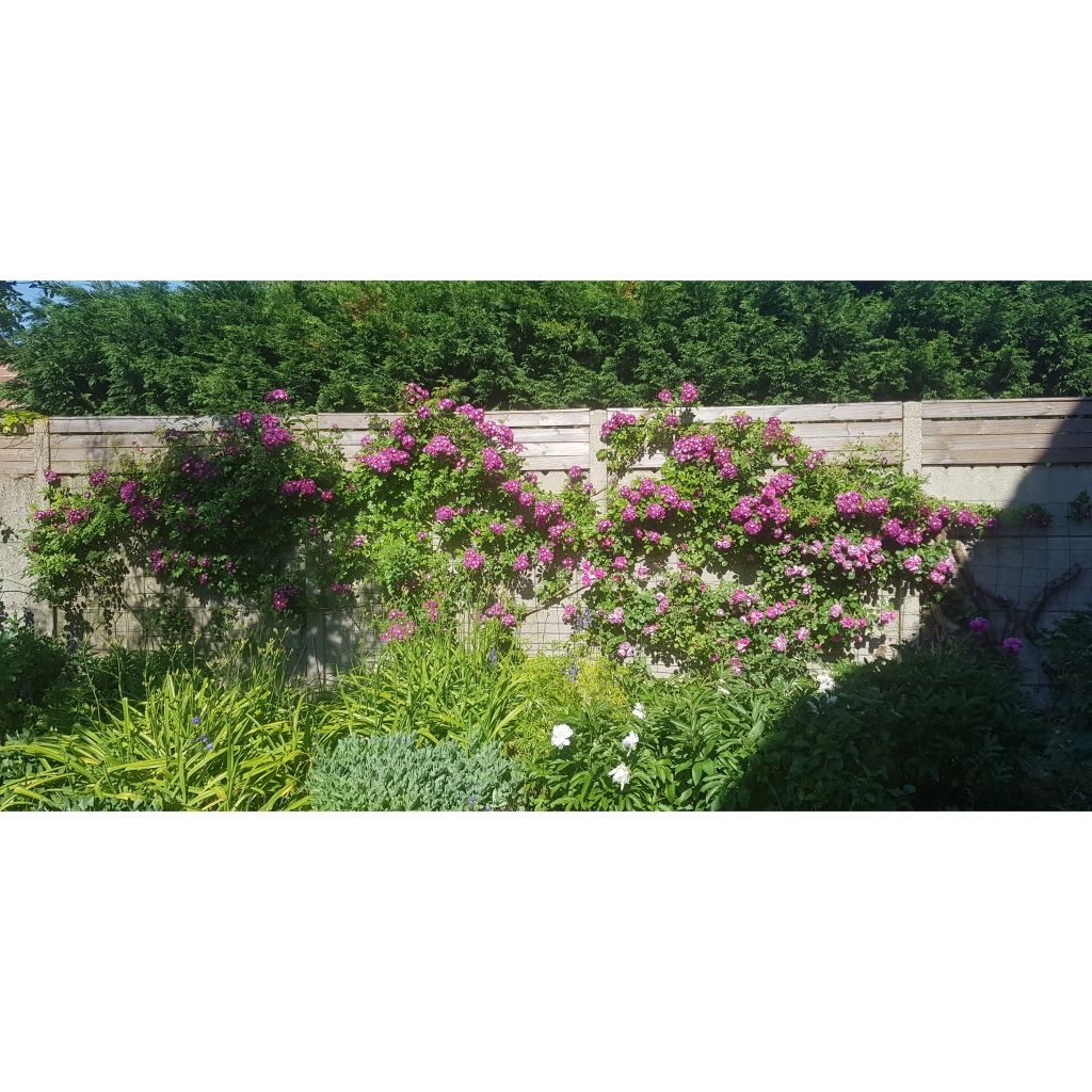 Rosa rampicante Perennial Blue