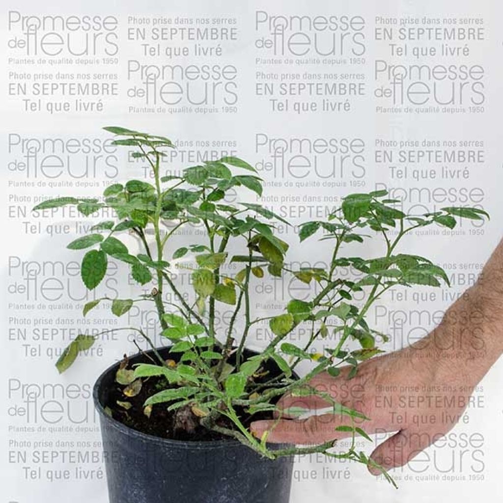 Rosa rampicante Pink Cloud