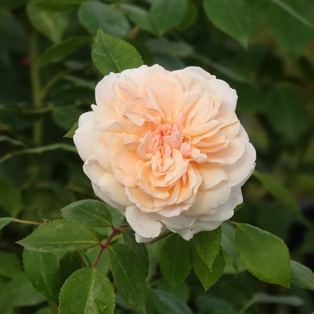 Rosa rampicante Sabrina