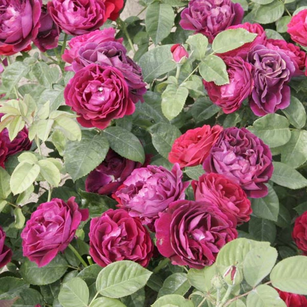 Rosa antica Souvenir du Dr Jamain