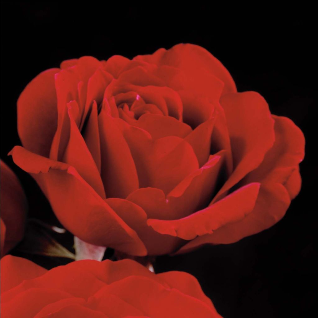 Rosa rampicante That's Jazz