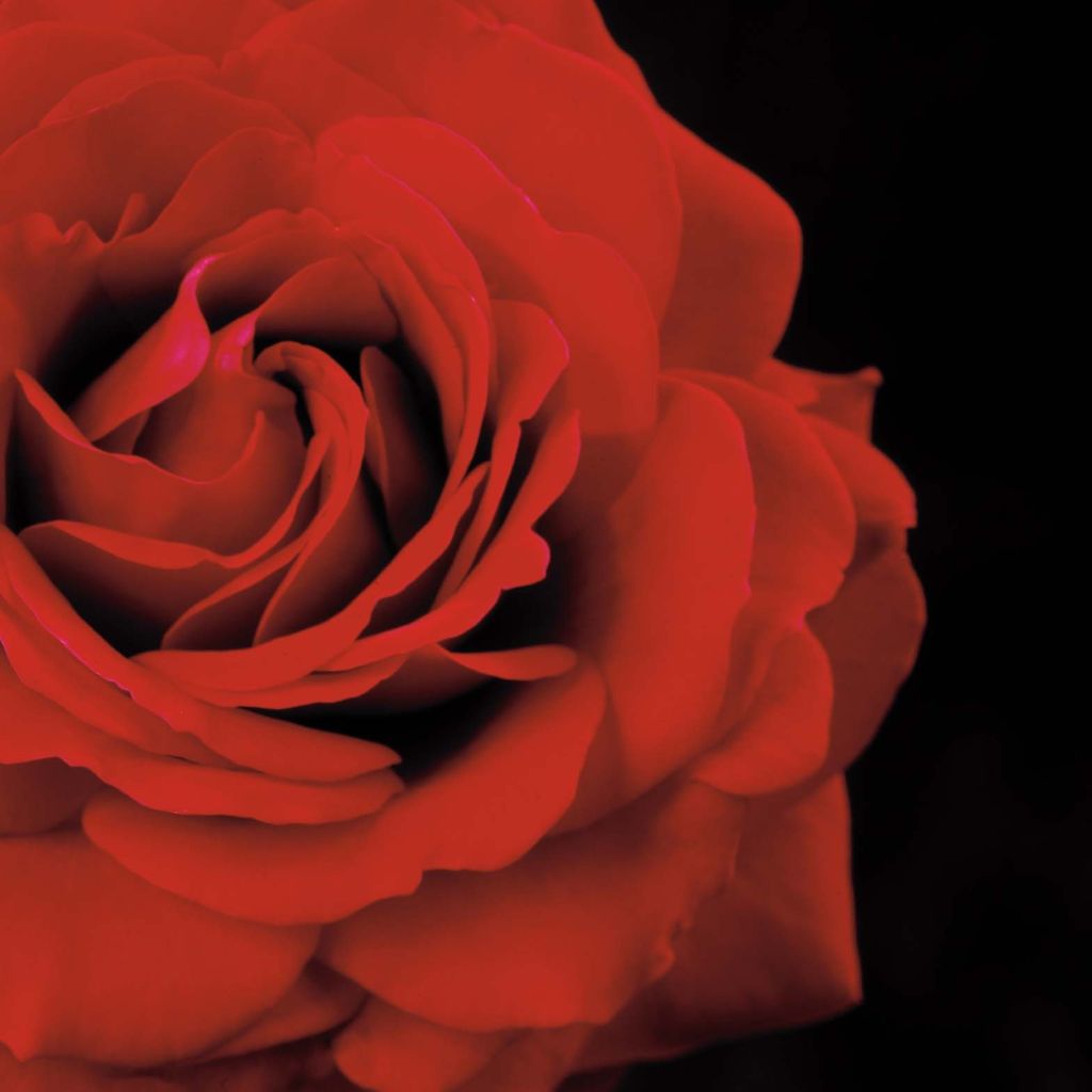 Rosa rampicante That's Jazz