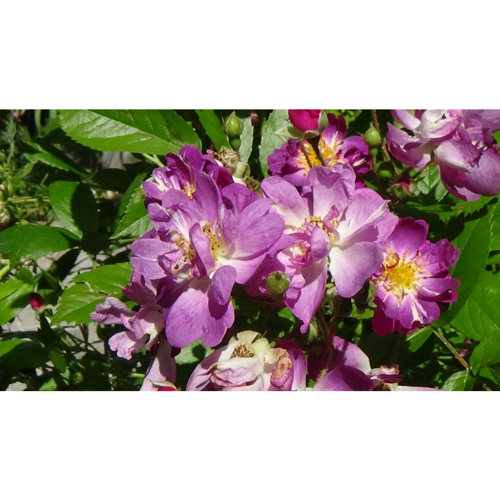 Rosa wichuraiana Veilchenblau - Rosa rampicante