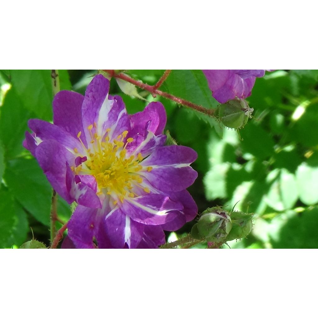 Rosa wichuraiana Veilchenblau - Rosa rampicante