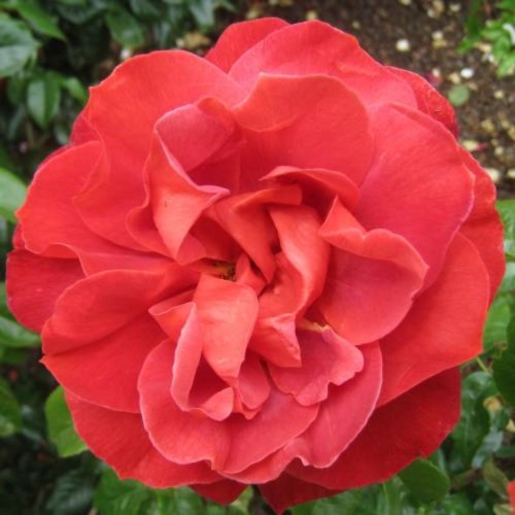 Rosa polyantha Hot Cocoa Wekpaltlez