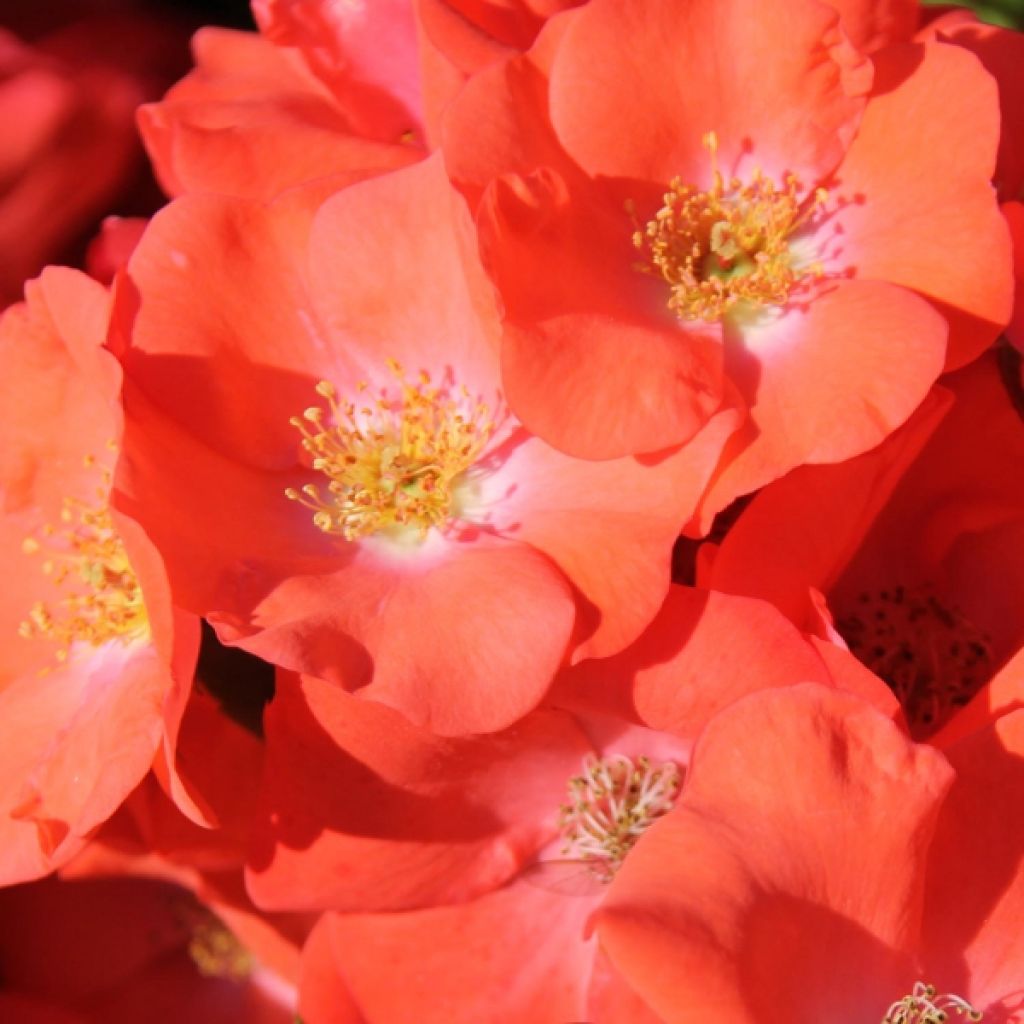 Rosa ad alberello Isalia