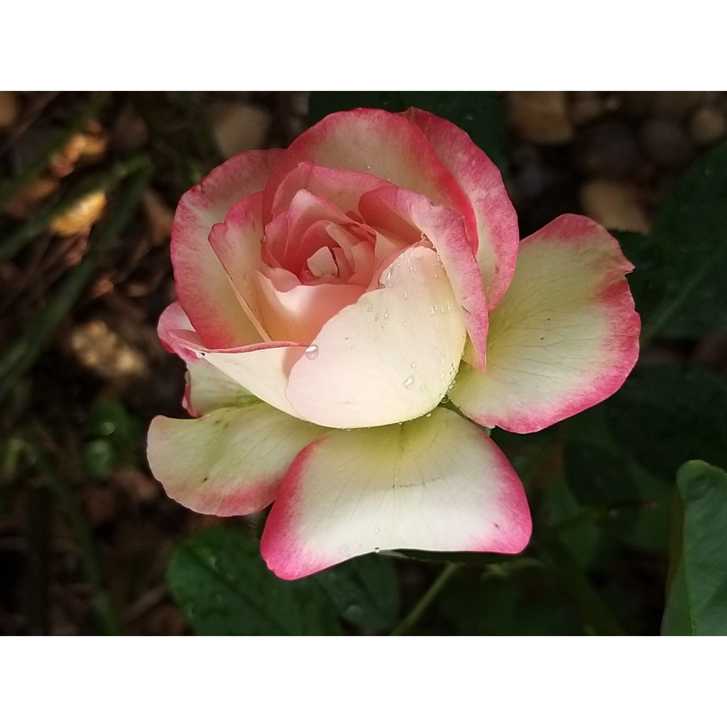 Rosa Jubilé du Prince de Monaco
