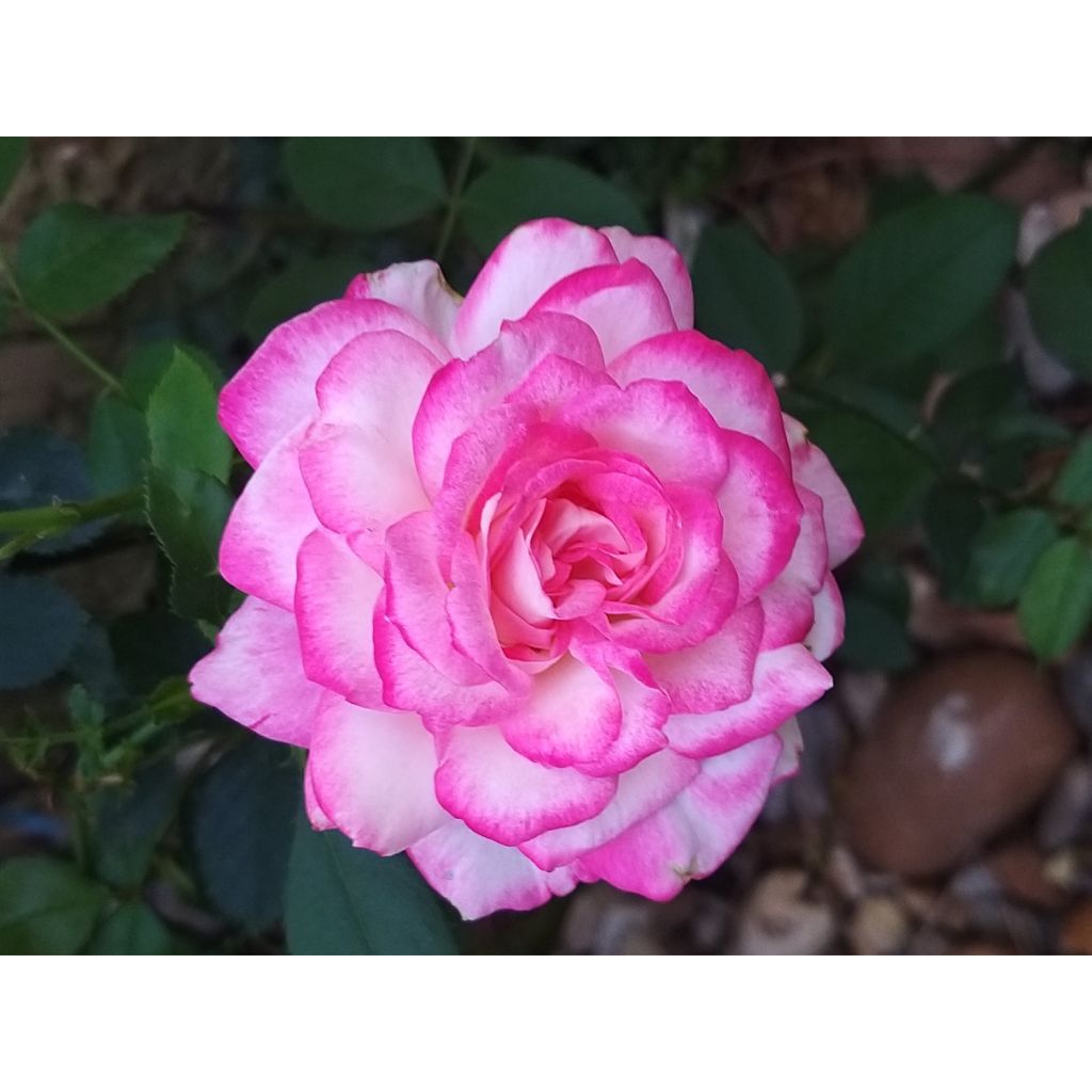 Rosa Jubilé du Prince de Monaco