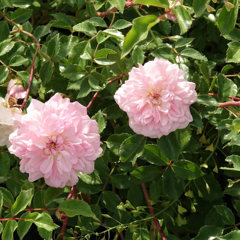 Rosa wichuraiana François Juranville - Rosa rampicante