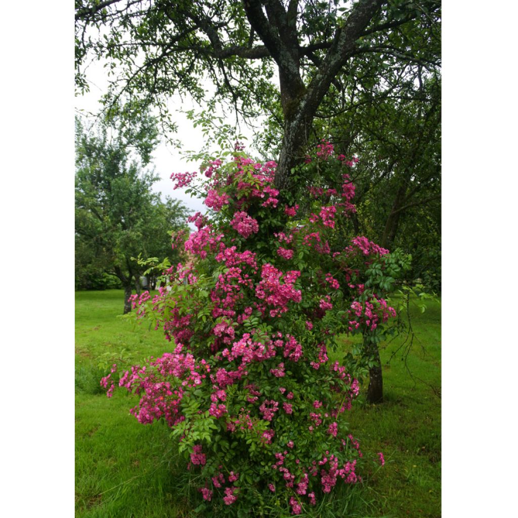 Rosa multiflora Maria Lisa