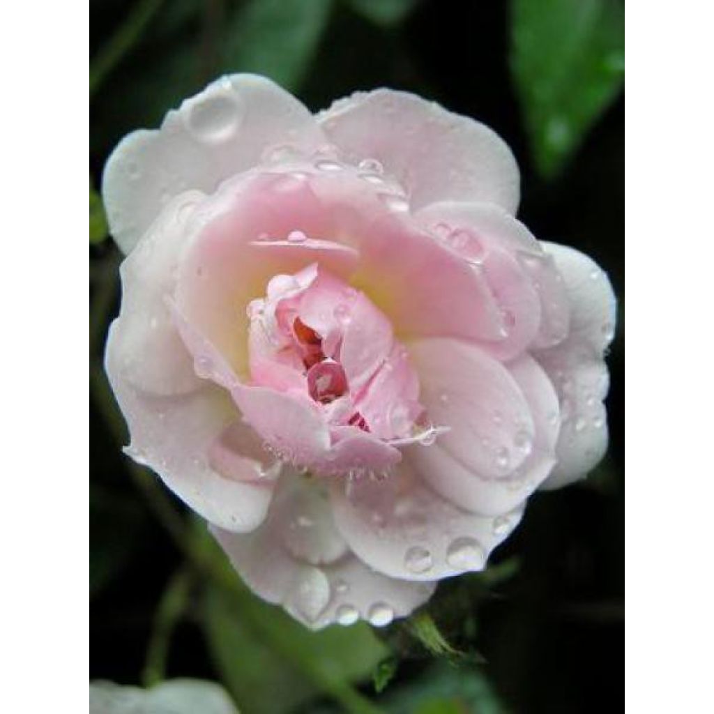 Rosa moscata rampicante Paul's Himalayan Musk