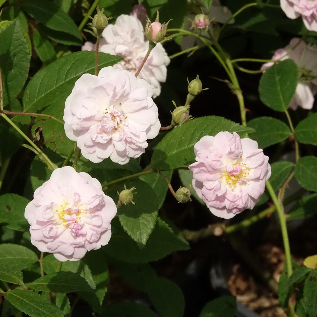 Rosa moscata rampicante Paul's Himalayan Musk