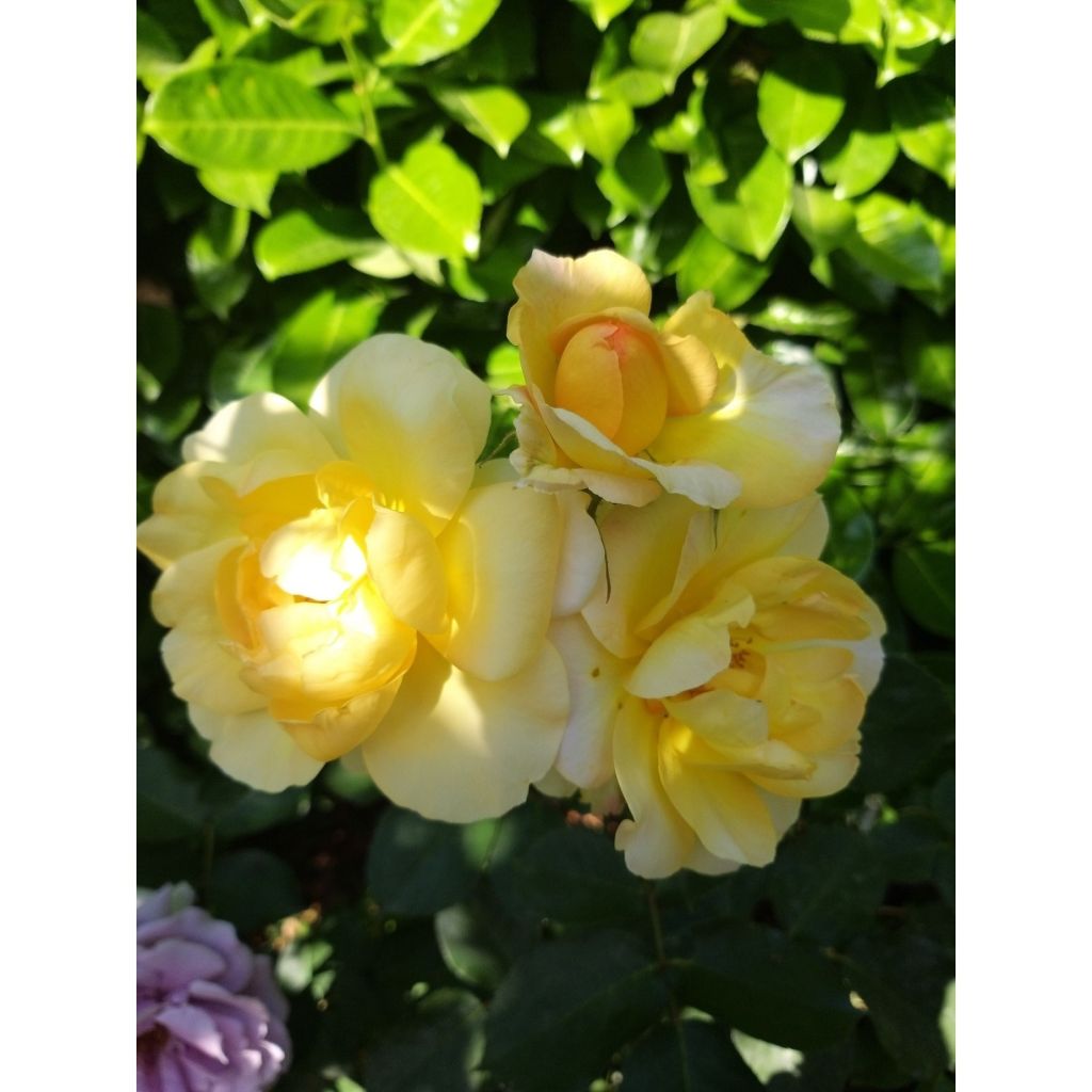 Rosa tappezzante Bordure d'Or 'Delbojaun'