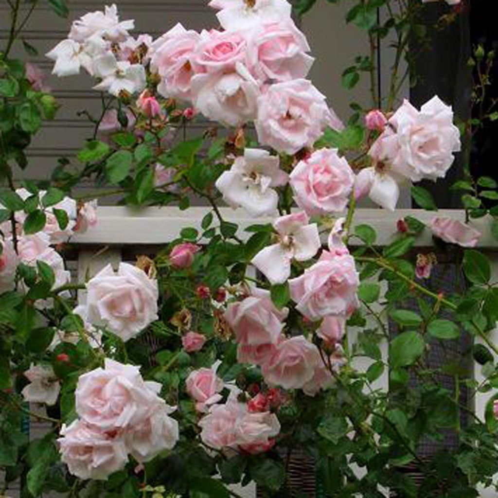 Rosa wichuraiana New Dawn - Rosa rampicante