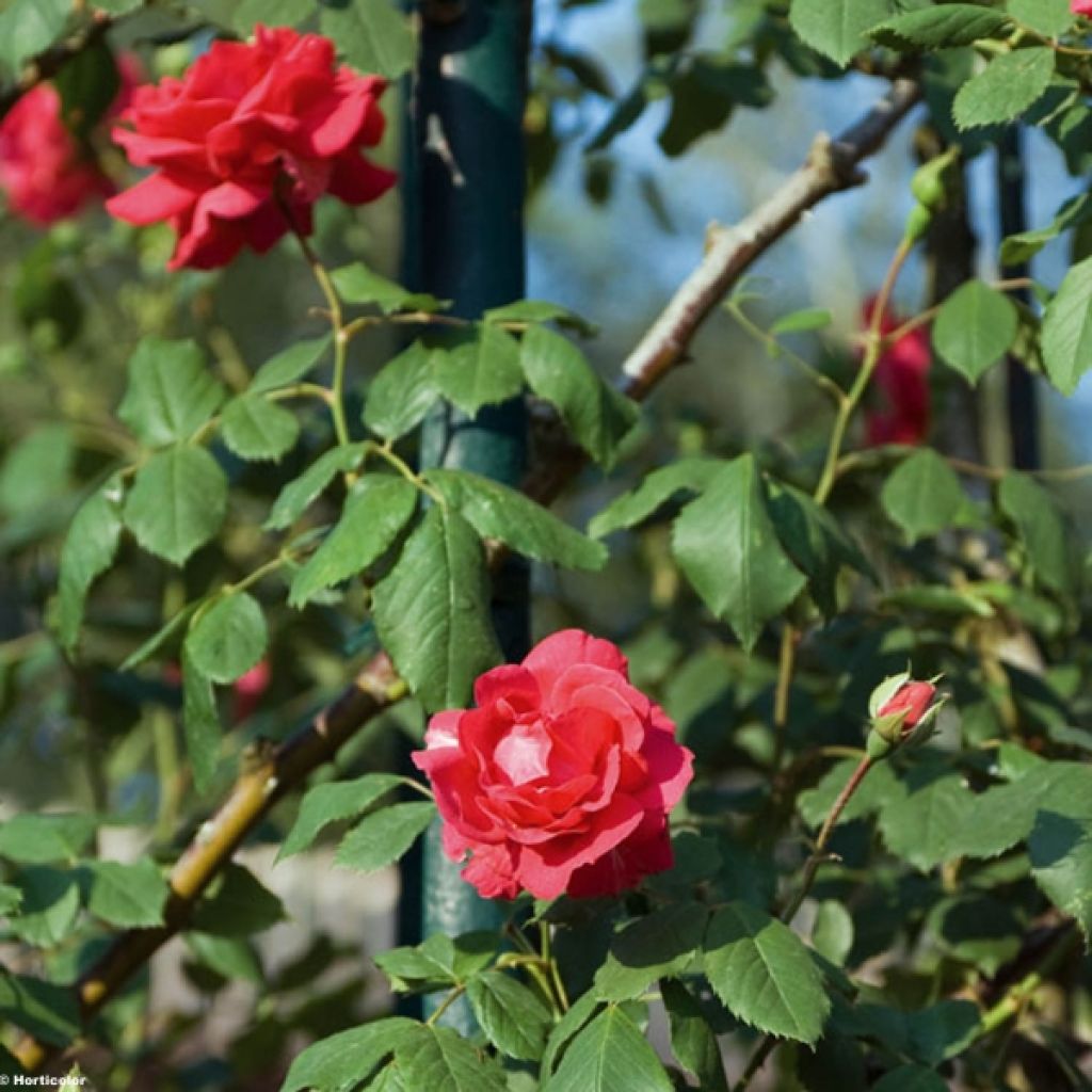 Rosa rampicante Paul's Scarlet Climber