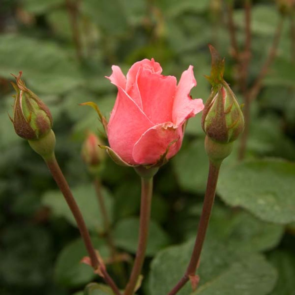 Rosa Queen Elisabeth