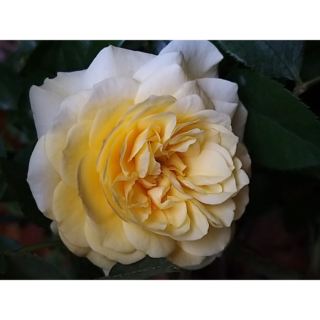 Rosa Rigo Rosen Solero