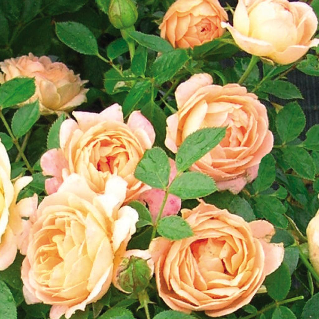 Rosa tappezzante Rosier nain Sweet Dream