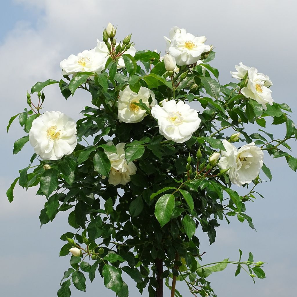 Rosa ad alberello White Flower Carpet (NOAschnee)