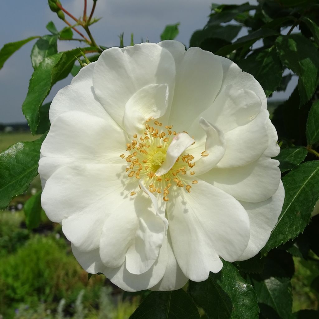 Rosa ad alberello White Flower Carpet (NOAschnee)
