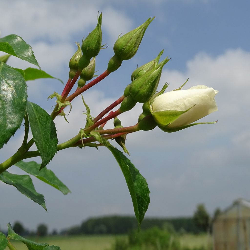 Rosa ad alberello White Flower Carpet (NOAschnee)