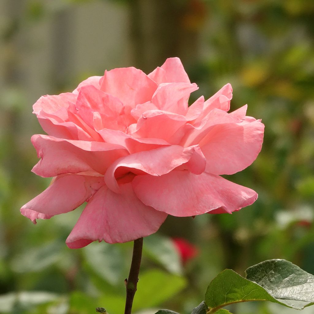 Rosa ad alberello Queen Elisabeth
