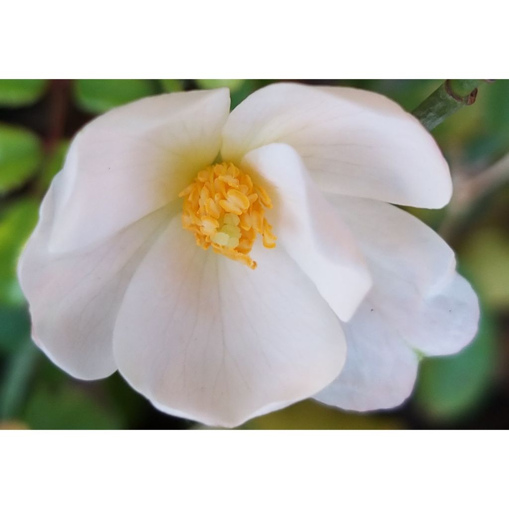 Rosa Urban Streetlight Medeo