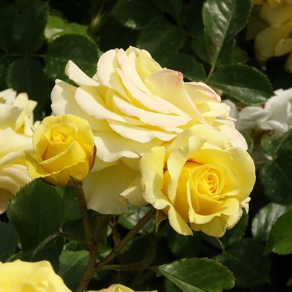 Rosa Urban Streetlight Sunmaid