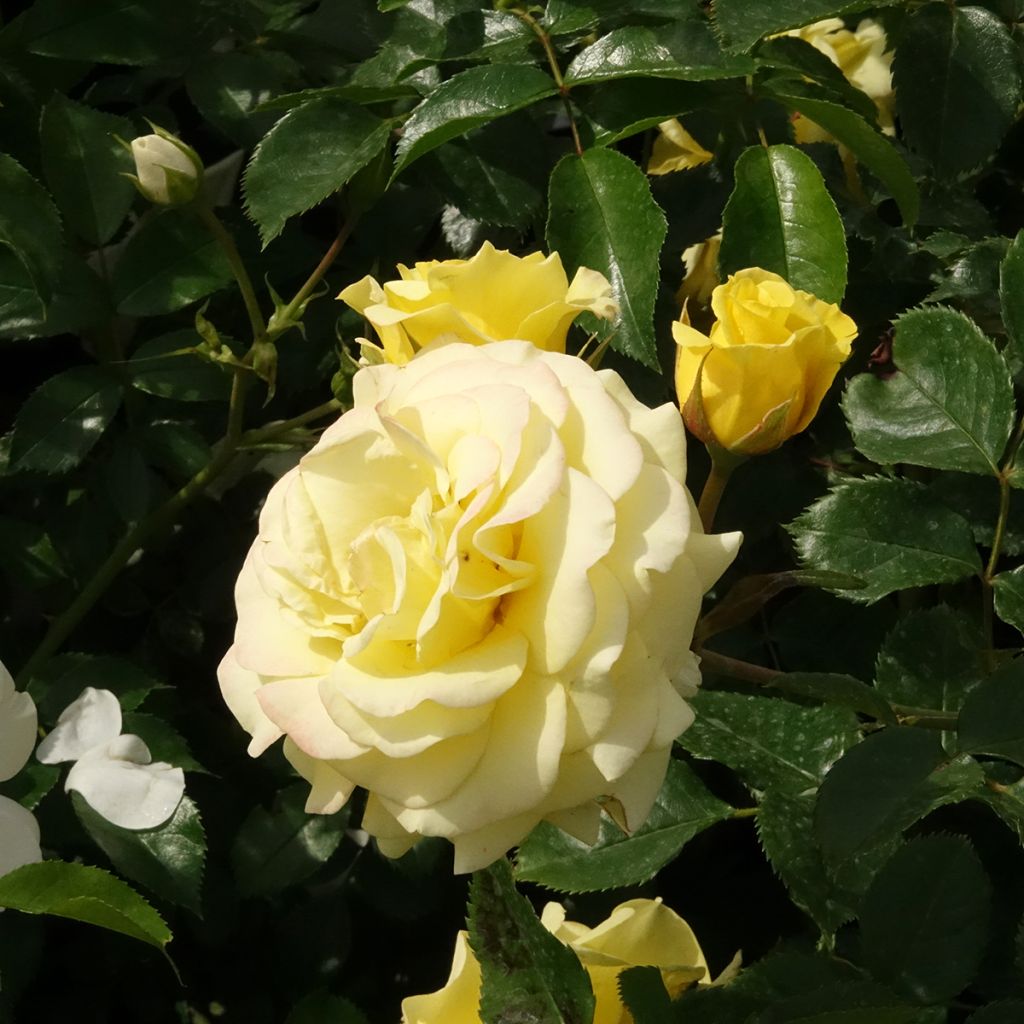 Rosa Urban Streetlight Sunmaid