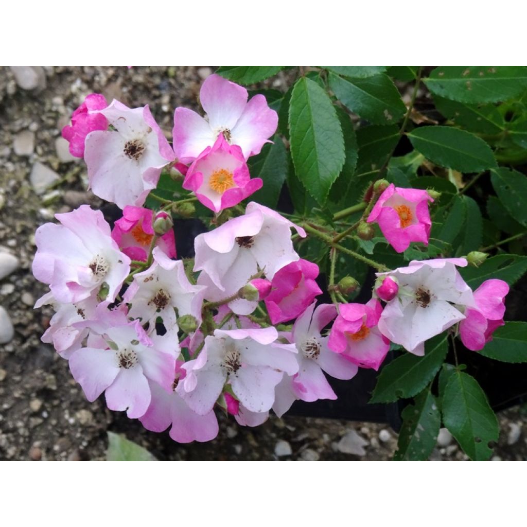 Rosai ad arbusto Ballerina