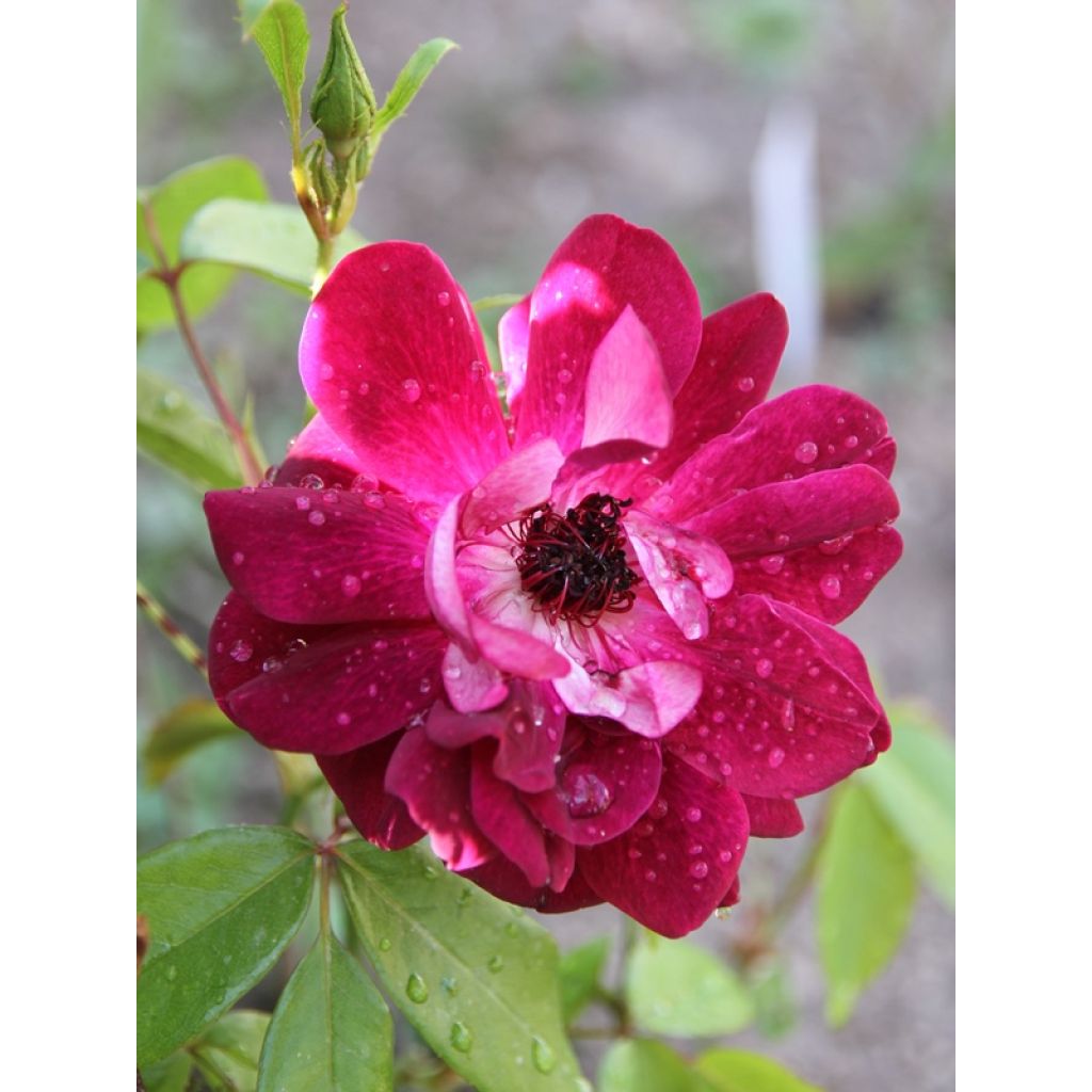 Rosa Floribunda Burgundy Ice